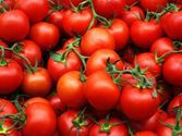 paljon tomaatteja