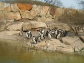 monta pingviiniä