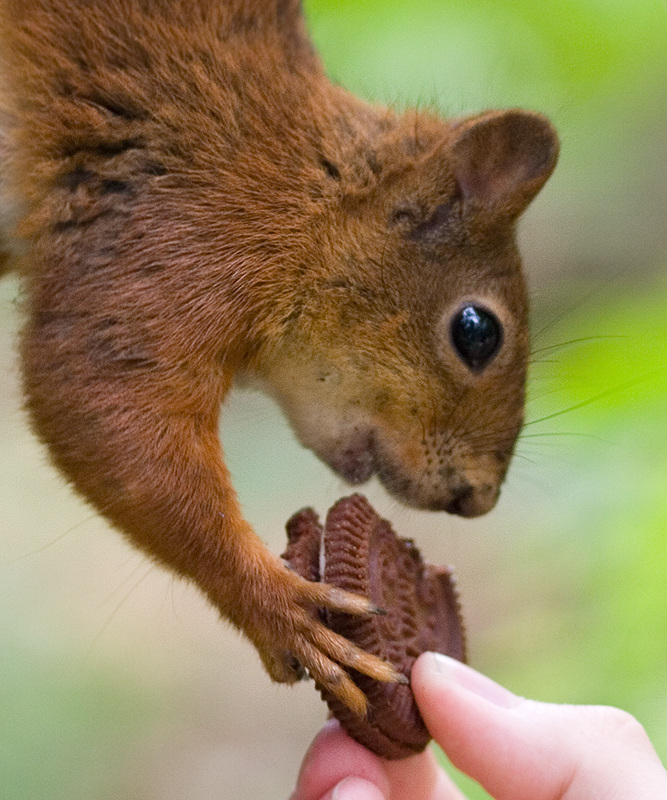 Orava syö pikkuleipiä.