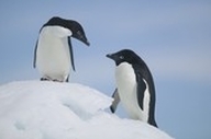 kaksi pingviiniä