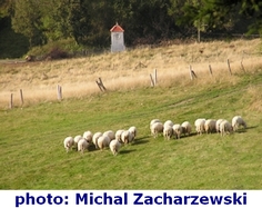 monta lammasta