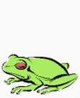 vaaleanvihreä sammakko