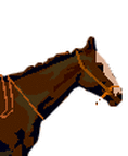 tummanruskea hevonen
